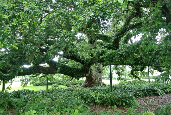 500 Year Old Oak Tree in Lafayette, Louisiana