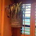 An old metal bucket used as a planter hanging in a window.